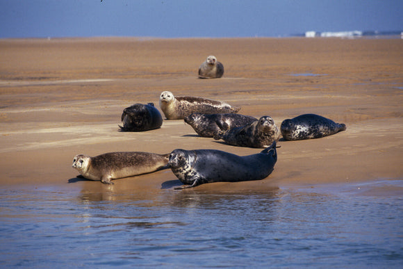 A group of seals on a beach at Blakeney Point