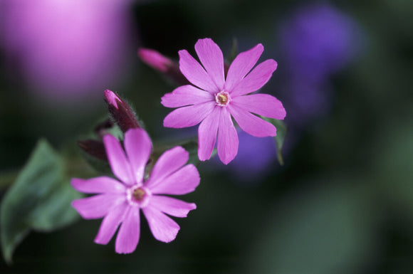 A close-up of two lovely Red Campion (Silene dioica) photographed at Glendurgan in May