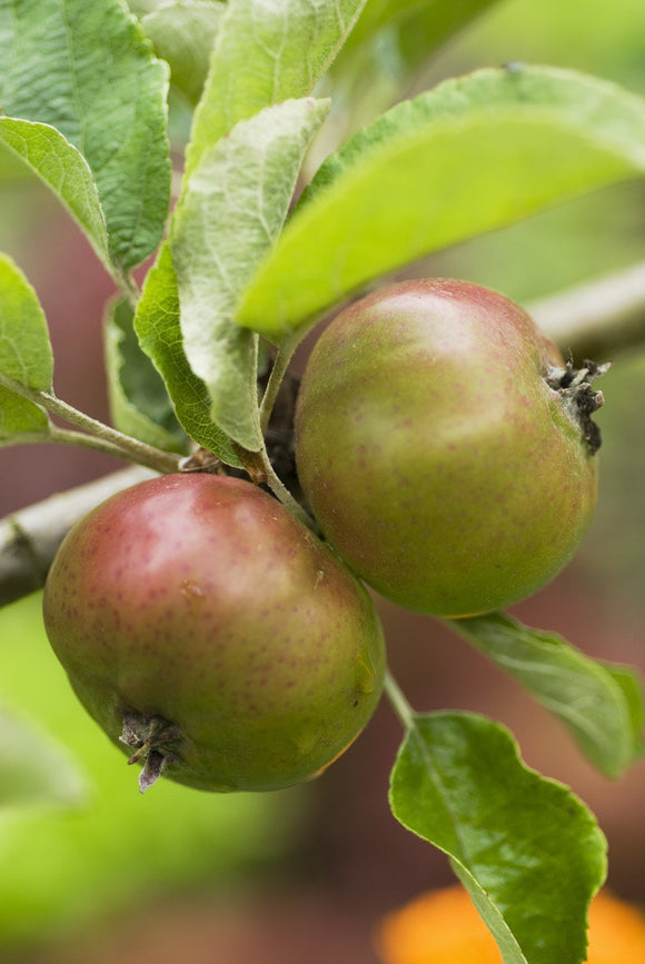 Close view of apples growing in the walled garden on the estate at Llanerchaeron, Ceredigion, Wales