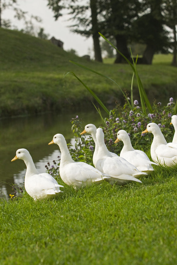 White ducks at Lyveden New Bield, Peterborough, Northamptonshire