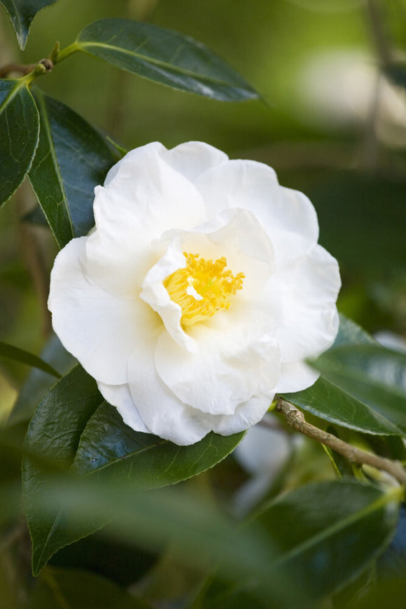 Close view of a white Camellia at Trelissick Garden, near Truro, Cornwall