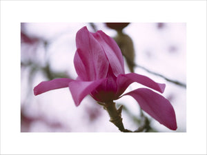 A detailed close up of a Magnolia Mollicomata "Lanarth" at Trengwainton Garden