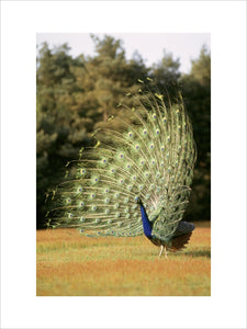 A peacock viewed from the side, displaying his tail feathers, on Brownsea Island