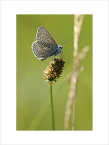 Common blue butterfly {Polyommatus icarus}, Collard Hill, Somerset
