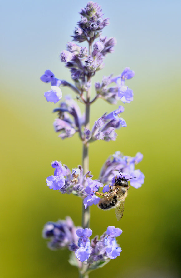 Bee (possibly a species of Mason bee) feeding on nectar-rich plant at Trelissick Garden, Cornwall, in June