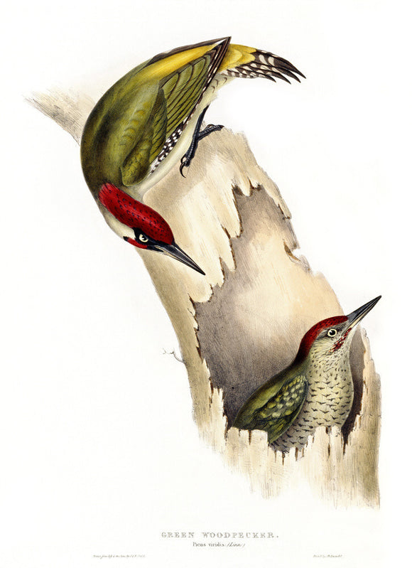 BIRDS OF EUROPE - GREEN WOODPECKER (Picus viridis) in the 19th century book by John Gould, in the Library at Blickling Hall