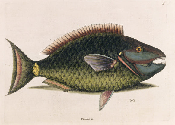 Parrot Fish (Plate 29), Mark Catesby, The Natural History of Carolina (London, 1754) The Library, Blickling Hall