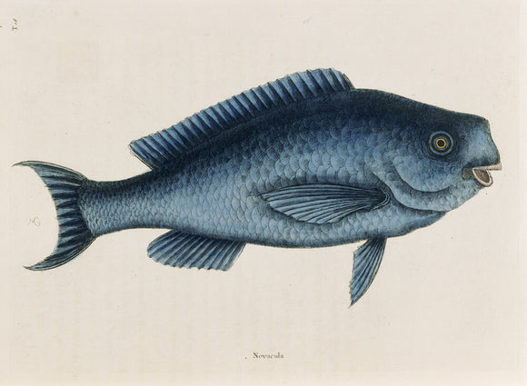 The Blue Fish (plate 18), Mark Catesby, The Natural History of Carolina (London, 1754) The Library, Blickling Hall