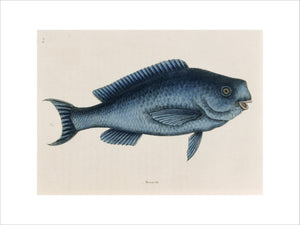 The Blue Fish (plate 18), Mark Catesby, The Natural History of Carolina (London, 1754) The Library, Blickling Hall