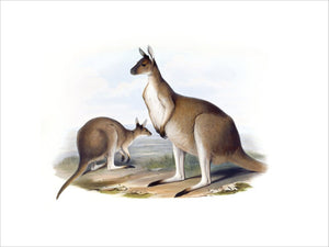 Macropus fuliginosus, Western grey kangaroo, illustration from 'Mammals of Australia" by John Gould, (London, 1845 - 1863) at Calke Abbey
