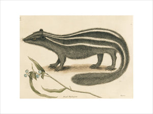 Polecat (plate 62), Mark Catesby, The Natural History of Carolina (London 1754) The Library, Blickling Hall