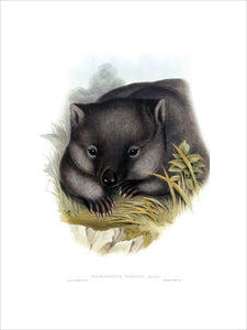 Phascolomys, wombat, illustration from 'Mammals of Australia' by John Gould, (London 1845-1863) at Calke Abbey