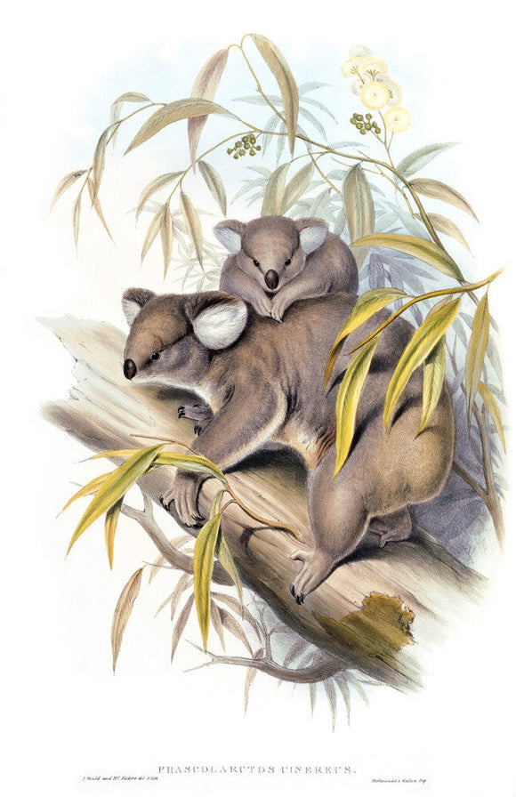 Phascolarctos cinerets, koala bear, illustrations from Mammals of Australia, by John Gould, (London, 1845 - 1863) at Calke Abbey