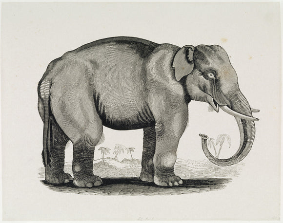 THE ELEPHANT, an engraving from the 