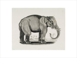 THE ELEPHANT, an engraving from the "General History of Quadrupeds",1790, by Thomas Bewick, 1753-1828, at Cherryburn