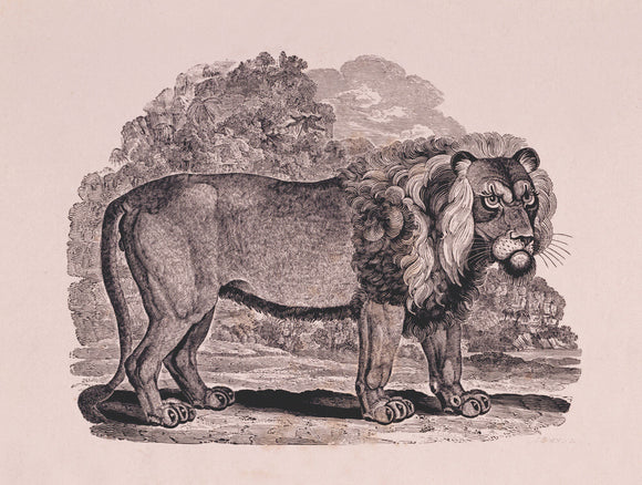 Engraving, THE LION, by Thomas Bewick, 1753-1828, one of a series of large cuts, 1799-1800,for Gilbert Pidcock, proprietor of a travelling menagerie