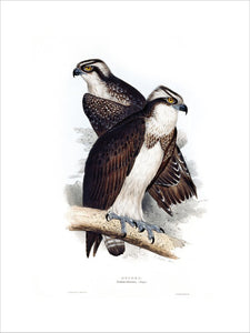 BIRDS OF EUROPE - OSPREY (Pandion haliaetus) by John Gould, London 1837, from the Library at Blickling Hall