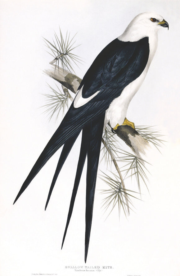BIRDS OF EUROPE - SWALLOW TAILED KITE (Nauclerus furcatus) by John Gould, London 1837, from the Library at Blickling Hall