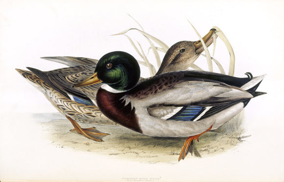 BIRDS OF EUROPE - COMMON WILD DUCK (Anas boschas) by John Gould, London 1837, from the Library at Blickling Hall