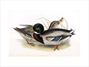 BIRDS OF EUROPE - COMMON WILD DUCK (Anas boschas) by John Gould, London 1837, from the Library at Blickling Hall