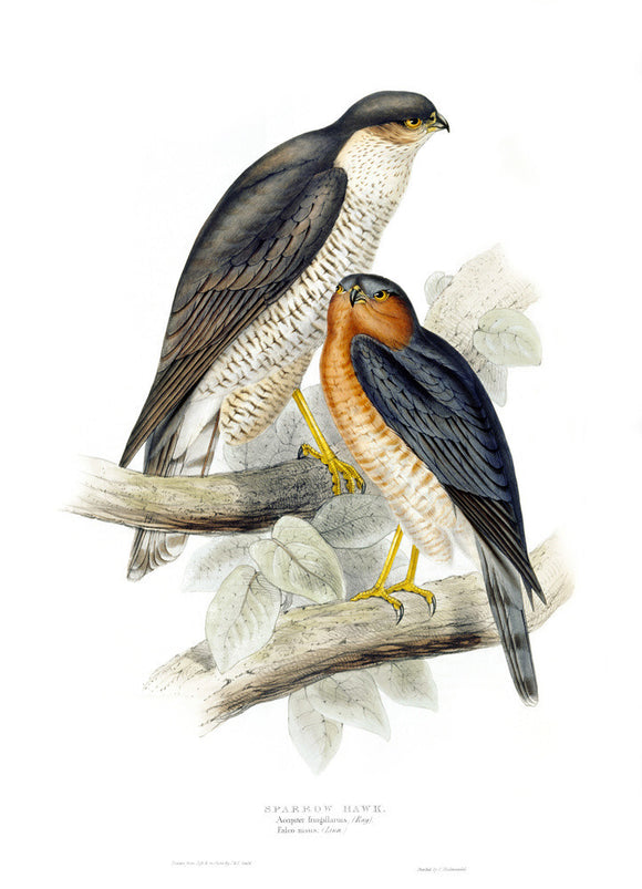 BIRDS OF EUROPE - SPARROW HAWK (Falco nisus) by John Gould, London 1837, from the Library at Blickling Hall