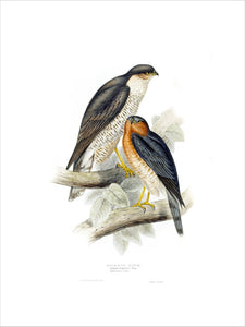 BIRDS OF EUROPE - SPARROW HAWK (Falco nisus) by John Gould, London 1837, from the Library at Blickling Hall