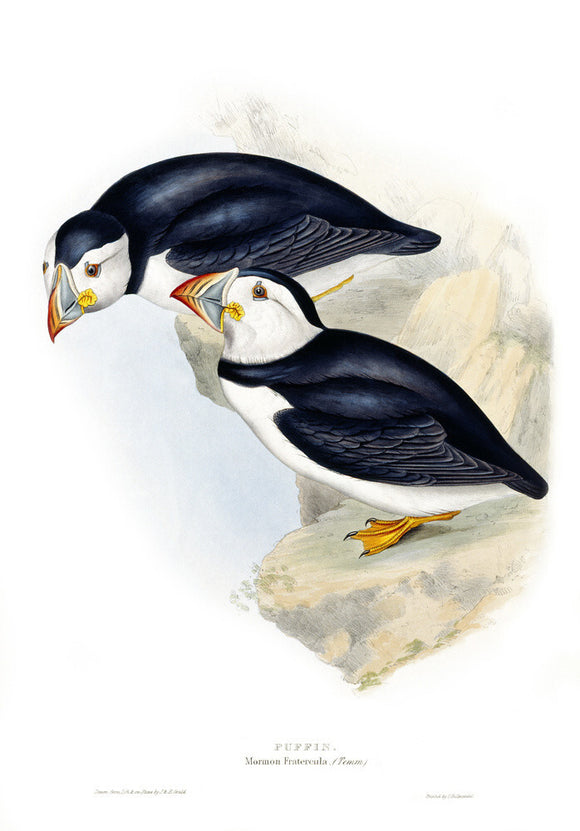 BIRDS OF EUROPE - PUFFIN (Mormon Fratercula) by John Gould, London, 1837, from the Library at Blickling Hall