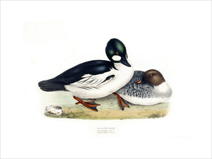 BIRDS OF EUROPE - GOLDEN EYE (Anas clangula) by John Gould, London 1837, from the Library at Blickling Hall
