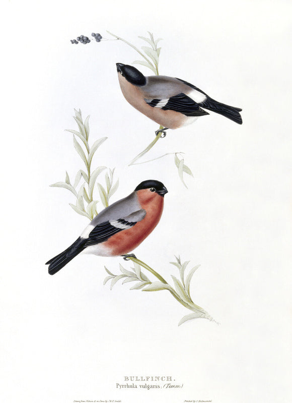 BIRDS OF EUROPE - BULLFINCH (Pyrrhula vulgaris) by John Gould, London 1837, from the Library at Blickling Hall