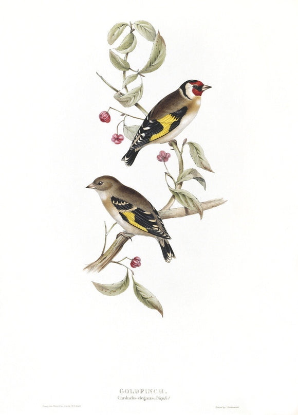 BIRDS OF EUROPE - GOLDFINCH (Carduelis elegans) by John Gould, London 1837, from the Library at Blickling Hall
