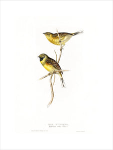 BIRDS OF EUROPE - CIRL BUNTING, (Emberiza cirlus) by John Gould, London 1837, from the Library at Blickling Hall