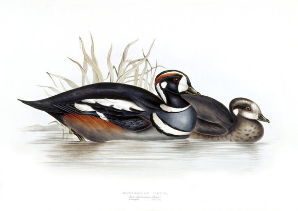 BIRDS OF EUROPE - HARLEQUIN DUCK (Anas histrionica) by John Gould, London 1837, from the Library at Blickling Hall