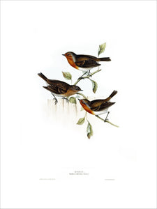 BIRDS OF EUROPE - ROBIN (Erythaca rubecula) by John Gould, London 1837, from the Library at Blickling Hall