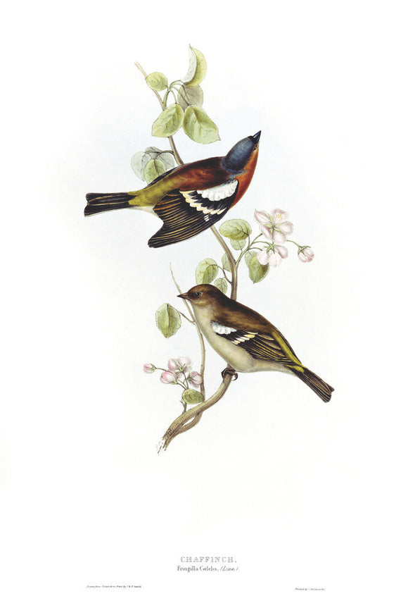 BIRDS OF EUROPE - CHAFFINCH (Fringilla coelebs) by John Gould, London, 1837, from the Library at Blickling Hall