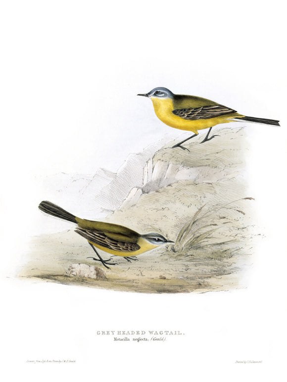 BIRDS OF EUROPE - GREY HEADED WAGTAIL (Motacilla neglecta) by John Gould, London 1837, from the Library at Blickling Hall