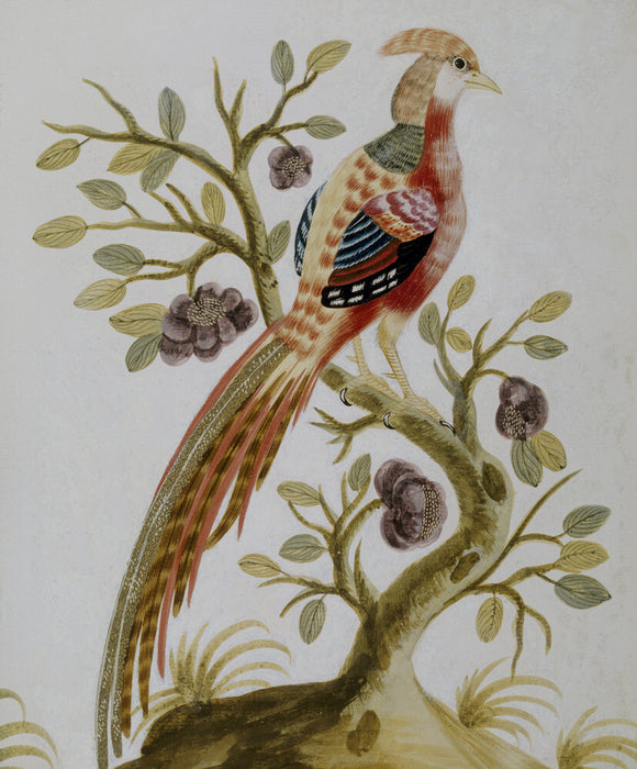 A picture of a bird, hanging in the Porcelain Room at Fenton House, produced by Samuel Dixon