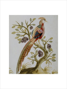 A picture of a bird, hanging in the Porcelain Room at Fenton House, produced by Samuel Dixon