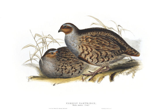 BIRDS OF EUROPE - COMMON PARTRIDGE (Perdix cinerea) by John Gould, London 1837, from the Library at Blickling Hall