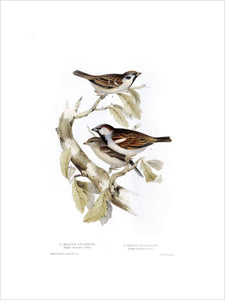 BIRDS OF EUROPE - HOUSE SPARROW (Pyrgita domestica) and TREE SPARROW (Pyrgita montana) by John Gould, London 1837, from the Library at Blickling Hall