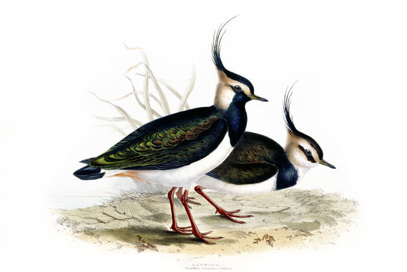 BIRDS OF EUROPE - LAPWING (Vanellus criststus) by John Gould, London 1837, from the Library at Blickling Hall