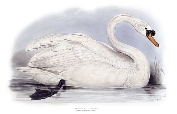 BIRDS OF EUROPE - DOMESTIC SWAN (Cygnus mansuetus) by John Gould, London 1837, from the Library at Blickling Hall