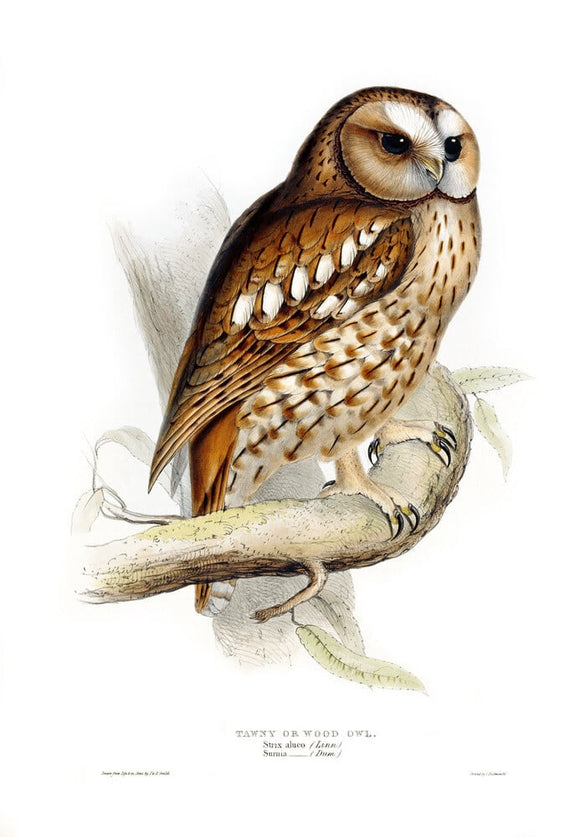 BIRDS OF EUROPE - TAWNY OR WOOD OWL (Strix aluco) by John Gould, London 1837