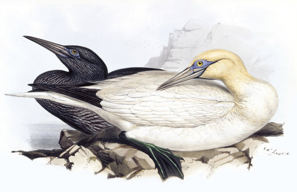 BIRDS OF EUROPE - SOLAN GANNET (Sula bassana) by John Gould, London 1837, from the Library at Blickling Hall