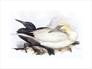 BIRDS OF EUROPE - SOLAN GANNET (Sula bassana) by John Gould, London 1837, from the Library at Blickling Hall