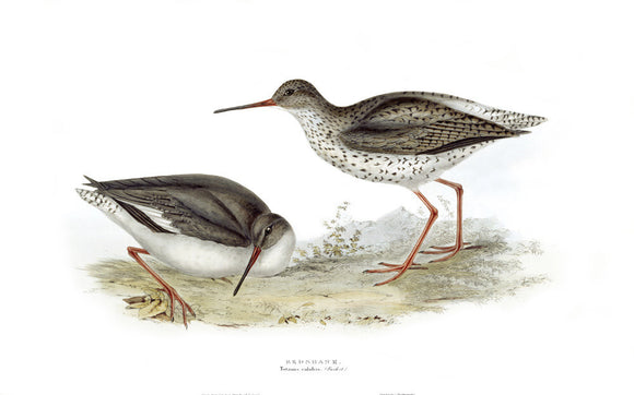 BIRDS OF EUROPE - REDSHANK (Totanus calidris) by John Gould, London 1837, from the Library at Blickling Hall