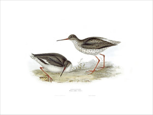 BIRDS OF EUROPE - REDSHANK (Totanus calidris) by John Gould, London 1837, from the Library at Blickling Hall
