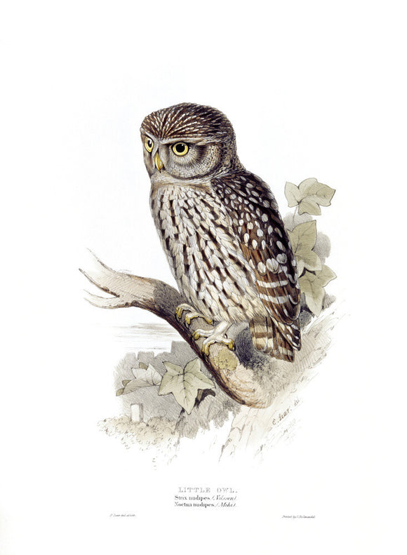 BIRDS OF EUROPE - LITTLE OWL (Strix nudipes) by John Gould, London, 1837, from the Library at Blickling Hall