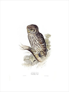 BIRDS OF EUROPE - LITTLE OWL (Strix nudipes) by John Gould, London, 1837, from the Library at Blickling Hall