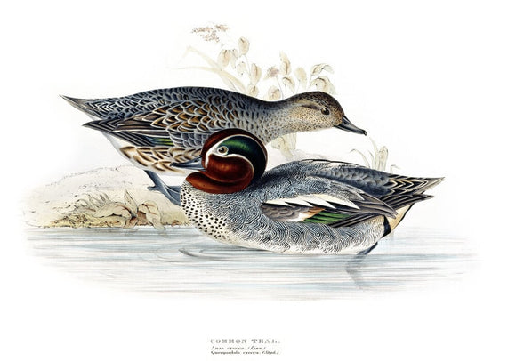 BIRDS OF EUROPE - COMMON TEAL (Anas crecca) by John Gould, London 1837, in the Library at Blickling Hall