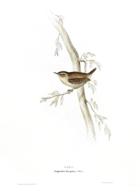 BIRDS OF EUROPE - WREN (Troglodytes europaeus) by John Gould, London 1837, from the Library at Blickling Hall
